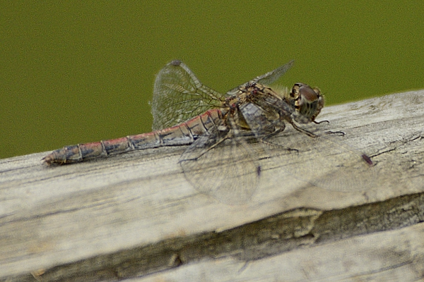 Help Identificazione 02: forse Sympetrum striolatum